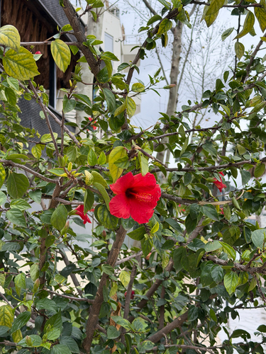 Hibisco Amarelo Dobrado