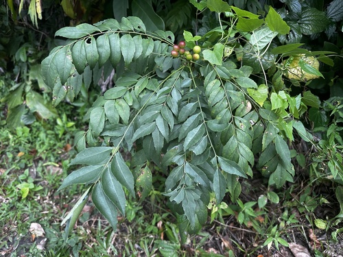 Folha-de-caril (Murta de Curry)