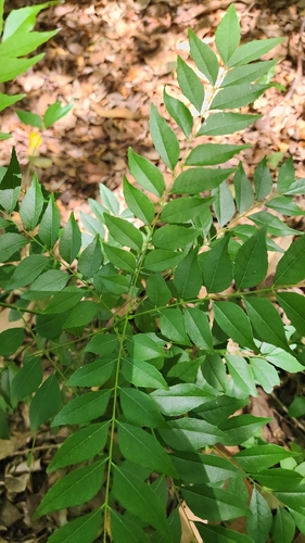 Folha-de-caril (Murta de Curry)