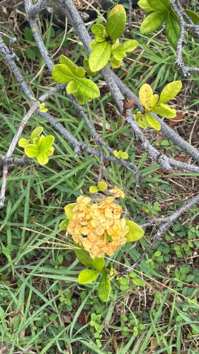 Ixora Chinesa Laranja