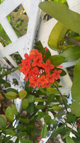 Ixora Chinesa Laranja