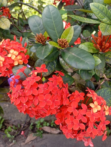 Ixora Chinesa Laranja