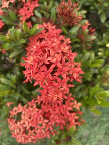 Ixora Chinesa Laranja