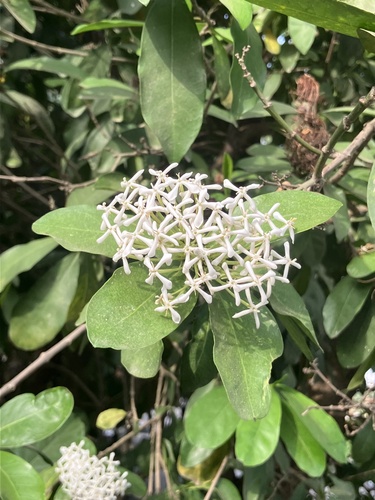 Ixora Branca Perfumada