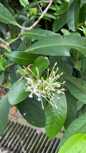 Ixora Branca Perfumada