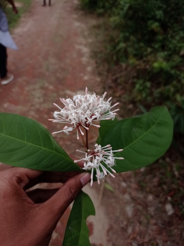Ixora Branca Perfumada