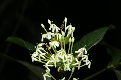 Ixora Branca Perfumada