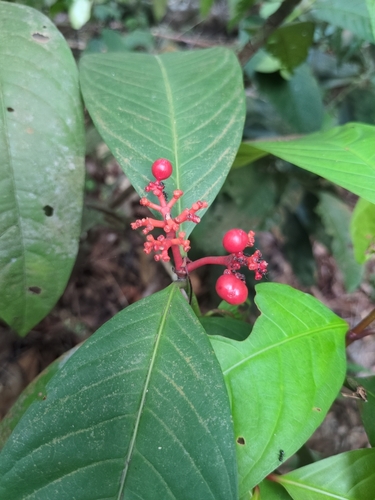 Ixora Amarela Gigante