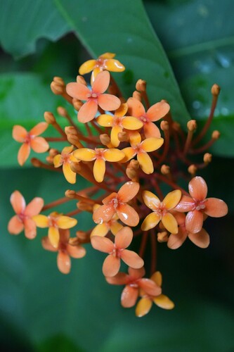 Ixora Amarela Gigante
