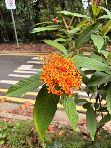 Ixora Amarela Gigante