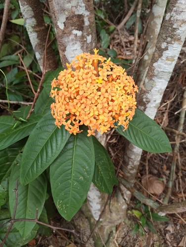 Ixora Amarela Gigante