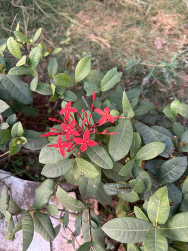 Ixora Anã Vermelha
