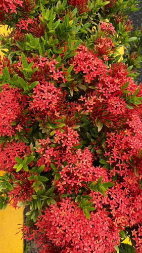 Ixora Anã Vermelha