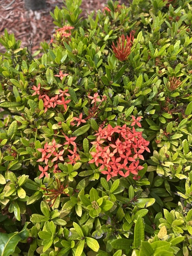 Ixora Anã Rosa