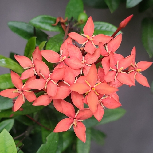 Ixora Anã Rosa