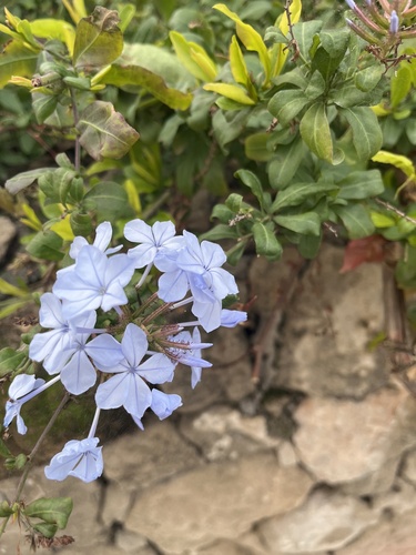 Bela-emília Azul (Plumbago)