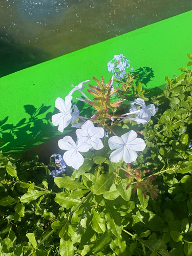 Bela-emília Azul (Plumbago)