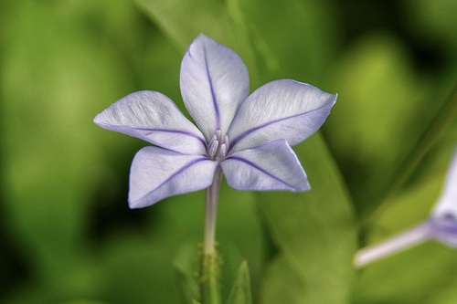 Bela-emília Azul (Plumbago)