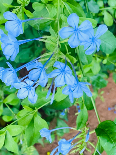Bela-emília Azul (Plumbago)