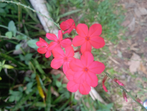 Plumbago Vermelho