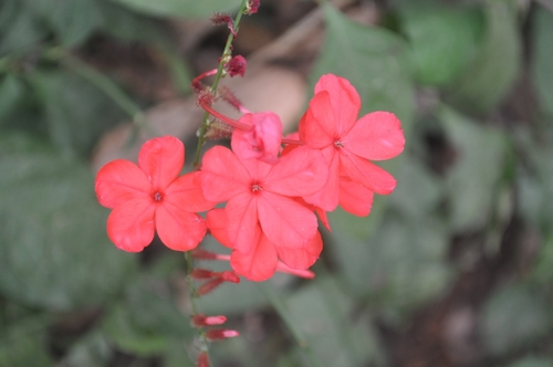 Plumbago Vermelho