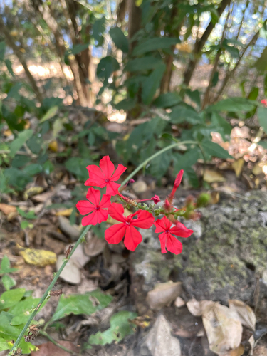 Plumbago Vermelho
