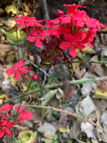 Plumbago Vermelho