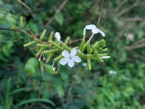 Plumbago Branco Silvestre