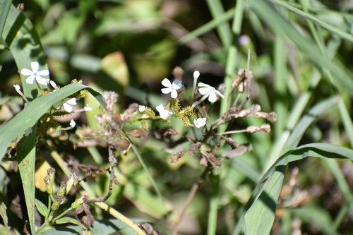 Plumbago Branco Silvestre