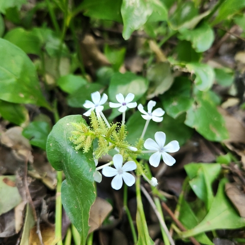 Plumbago Branco Silvestre