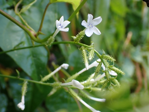 Plumbago Branco Silvestre