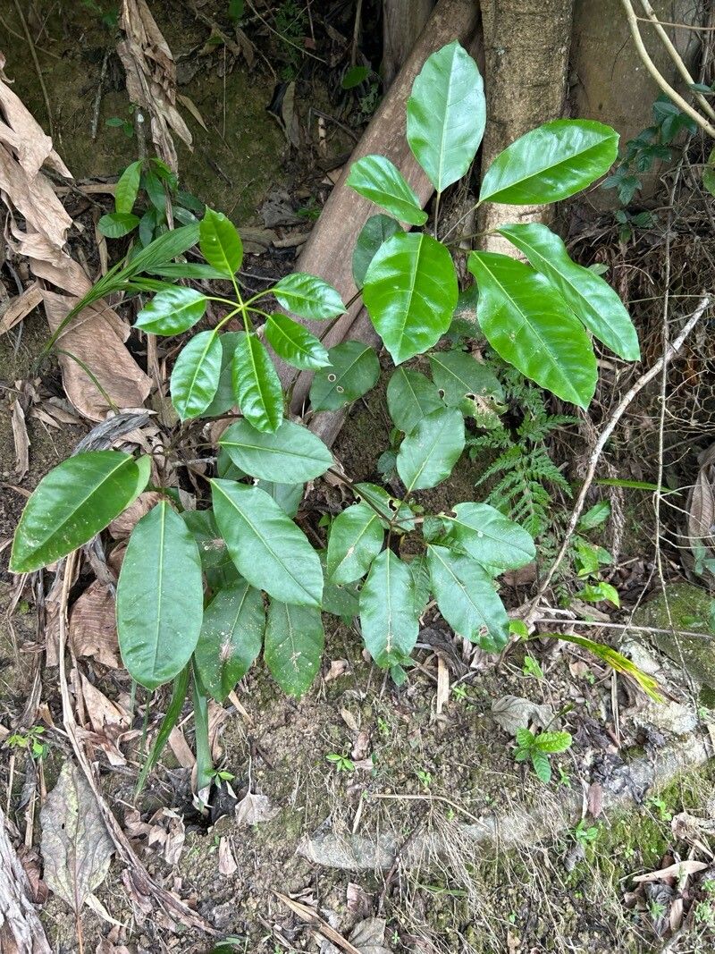 Cheflera Gigante (Árvore-pulpo)