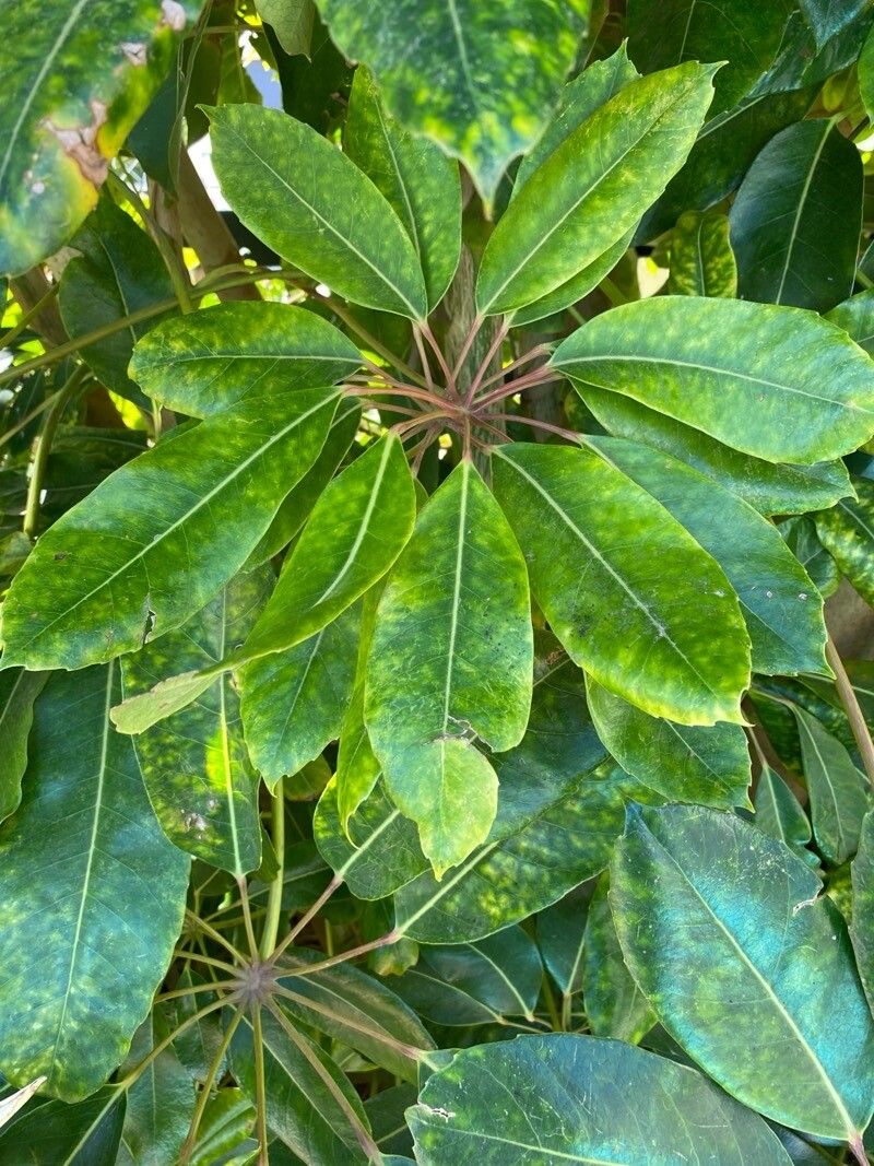 Cheflera Gigante (Árvore-pulpo)