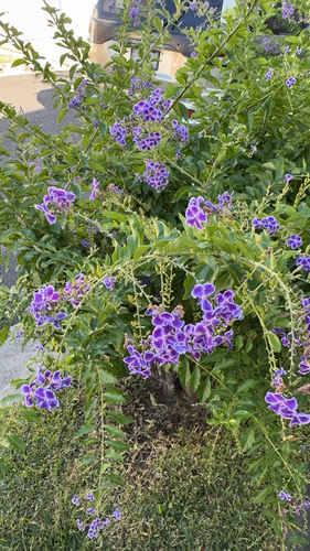 Pingo-de-ouro Clássico