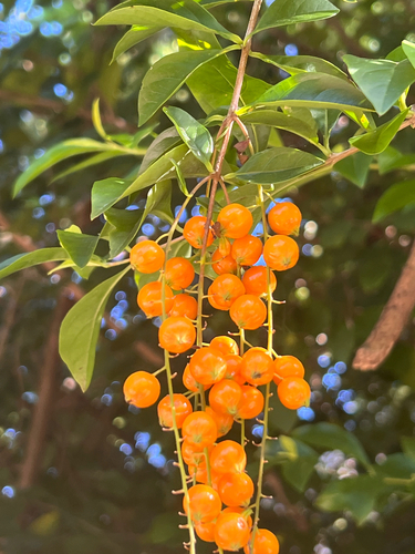 Pingo-de-ouro Limão