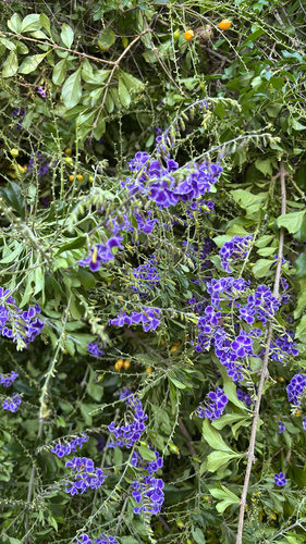 Pingo-de-ouro Limão