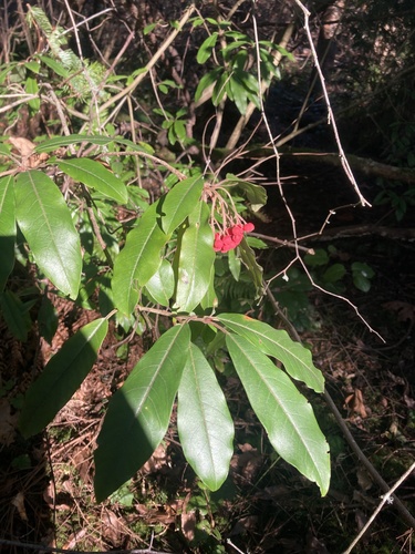 Fotínia de Frutos Vermelhos