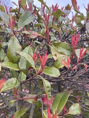 Fotínia de Frutos Vermelhos