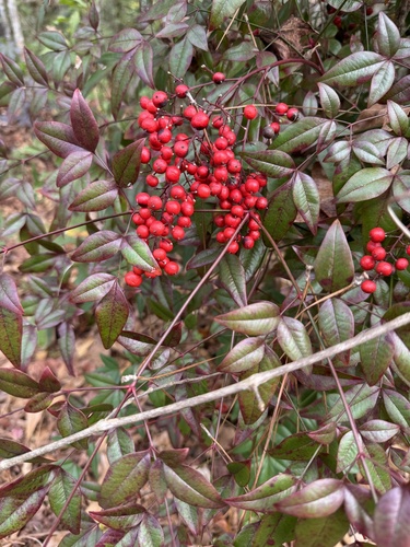 Bambu-sagrado Nandina