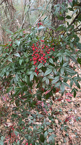 Bambu-sagrado Nandina