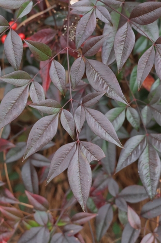 Nandina Anã Purpúrea