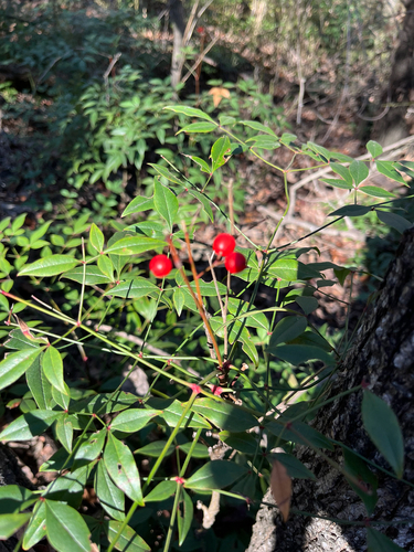 Nandina Firepower Vermelha