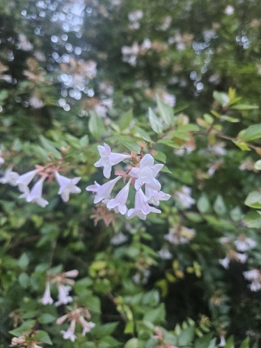 Abélia Chinesa Silvestre
