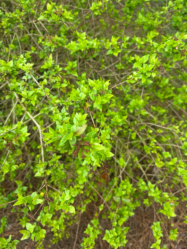 Abélia Chinesa Silvestre