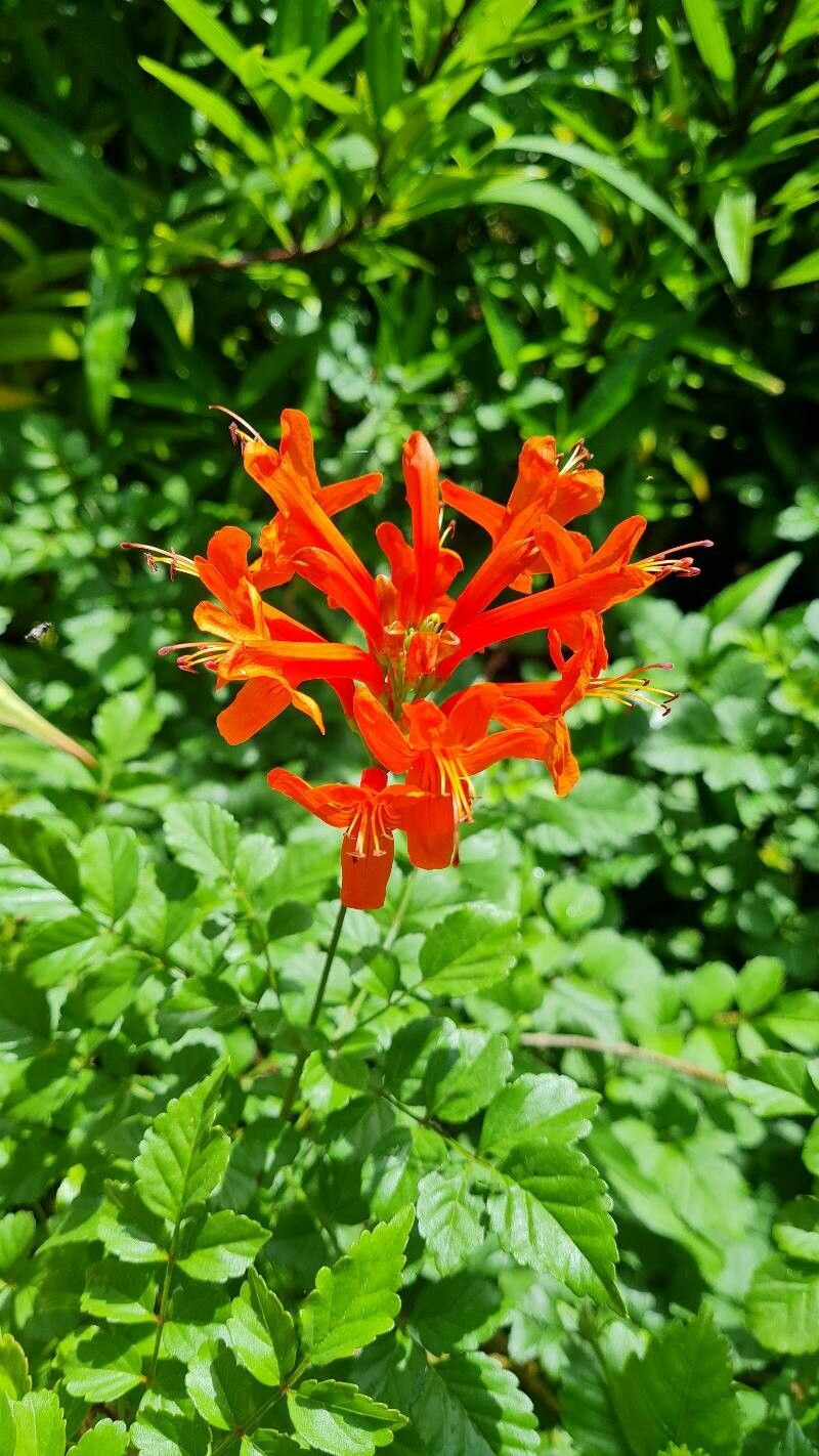 Tecomaria Salmão
