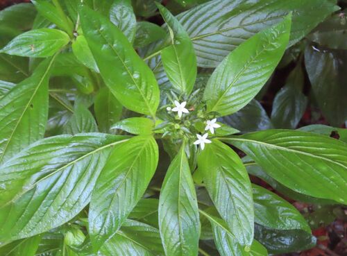 Pentas Rosa