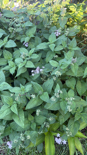 Pentas Branca