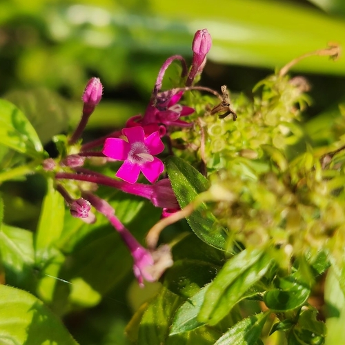 Pentas Branca