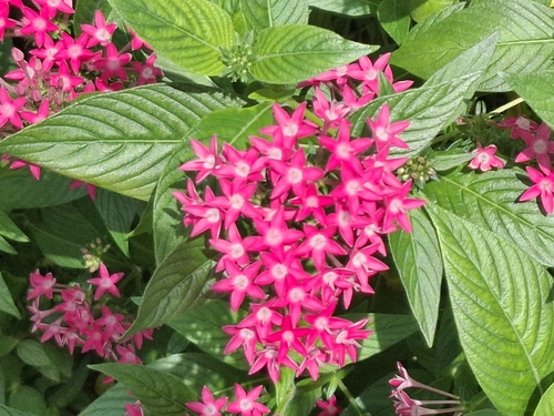 Pentas Vermelha Escura