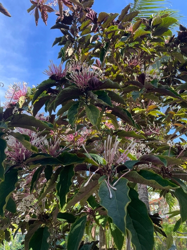 Clerodendro Fogos de Artifício